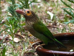 Psilopogon zeylanicus