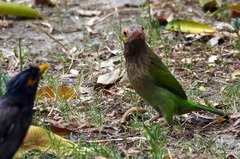 Psilopogon zeylanicus