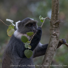 Cercopithecus mitis kolbi
