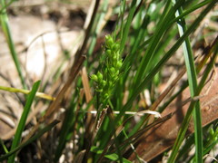 Carex breviculmis