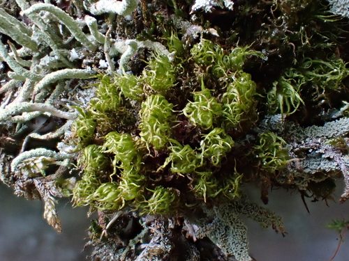 Dicranum spurium observed 2026-10-04