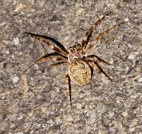 Grey Cross Spider