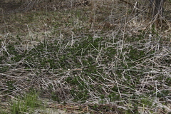 Urtica platyphylla