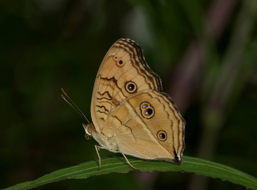 Peacock Pansy