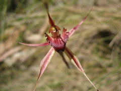Caladenia reticulata