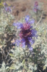 Salvia dorrii incana