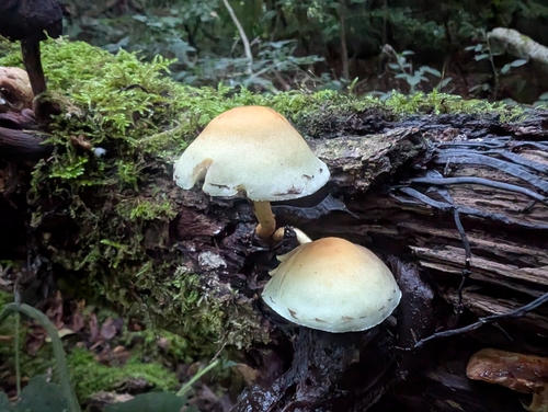 Sulphur Tuft