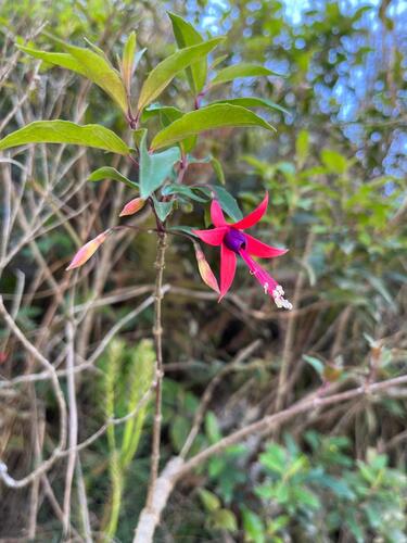 Fuchsia regia