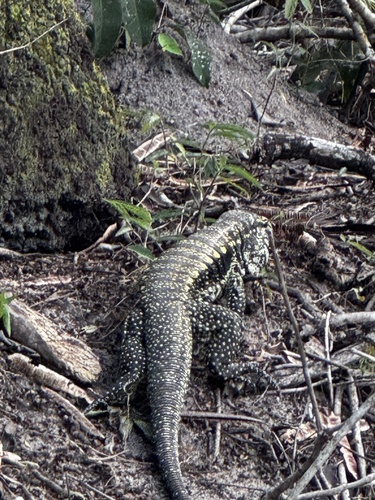 Argentine Black-and-white Tegu
