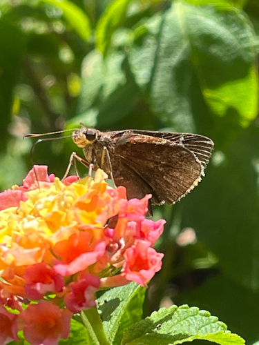 Clouded Skipper, S Jackson St, Athens, GA, US, photo 9 of 10