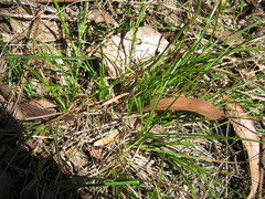 Carex breviculmis