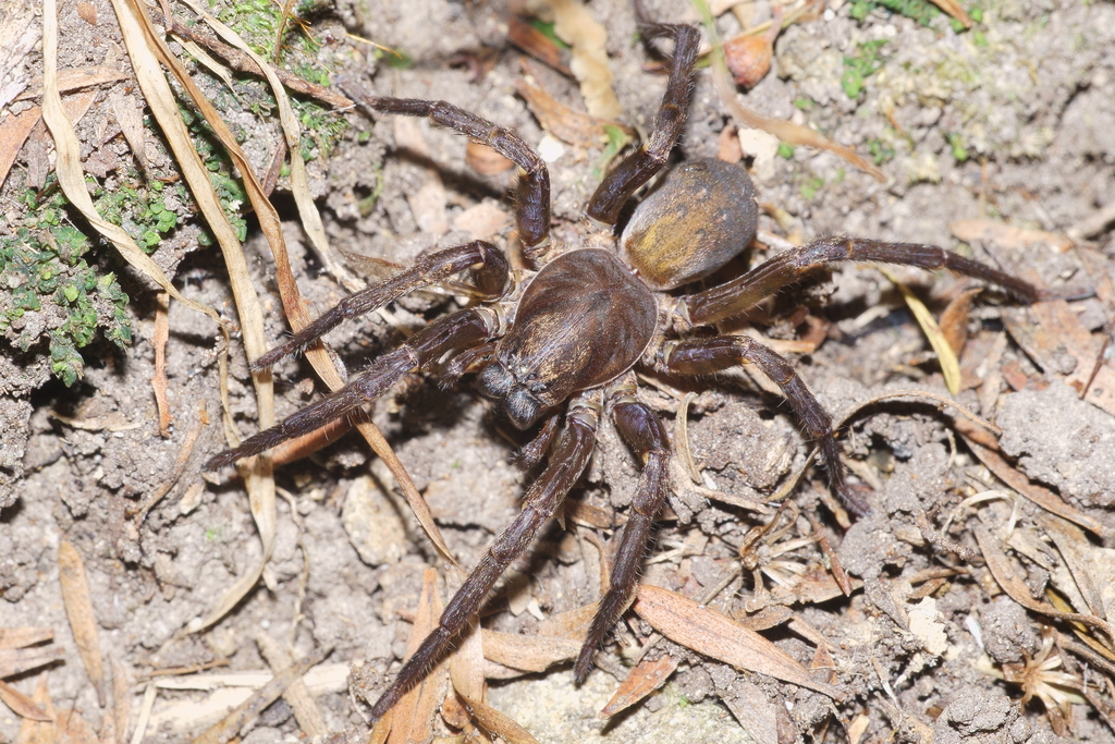 Vagrant Spiders from Wainuiomata, Lower Hutt, Neuseeland on May 14 ...