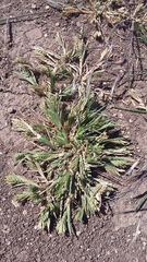 Sclerochloa dura