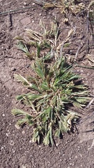 Sclerochloa dura