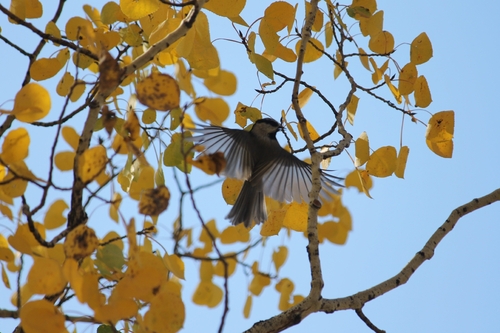 Black-capped Chickadee