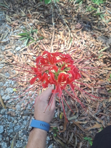 red spider lily