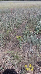 Bupleurum rotundifolium