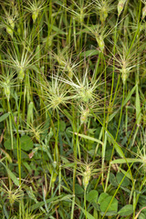 Aegilops geniculata