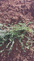 Andrachne telephioides