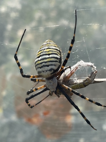 Banded Garden Spider