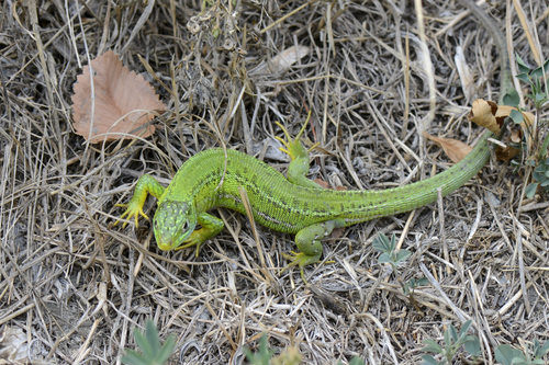 Western Green Lizard