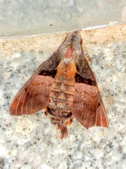 Macroglossum passalus