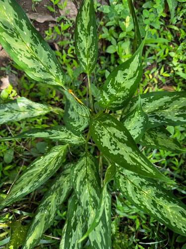 Aglaonema observed 2026-10-06