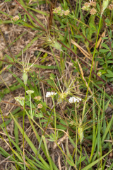 Aegilops geniculata