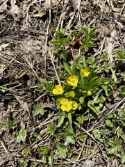 Ranunculus alismifolius