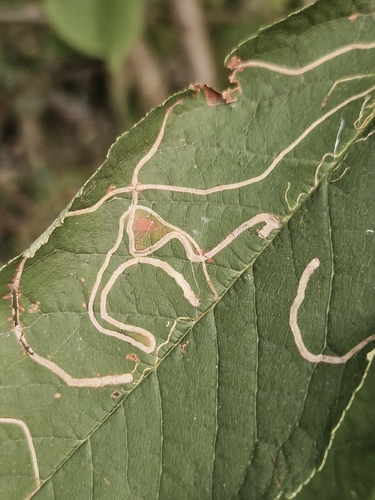 Apple Leafminer