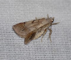 Frederickia subterminata