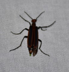 Pyrota tenuicostatis