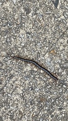 Scolopendra subspinipes