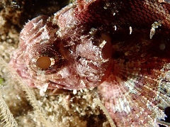 Scorpaena