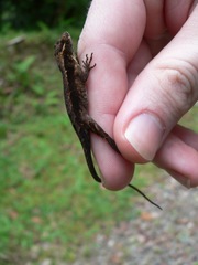 Anolis tropidolepis