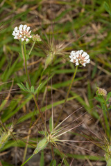 Aegilops geniculata