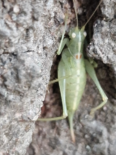 Southern Oak Bush-cricket
