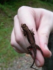 Anolis tropidolepis