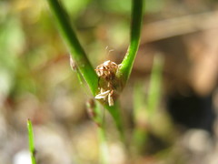 Centrolepis aristata