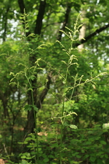 Actaea dahurica