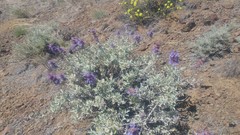 Salvia dorrii incana