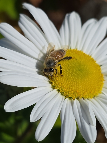 Western Honey Bee