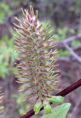 Salix pseudomonticola