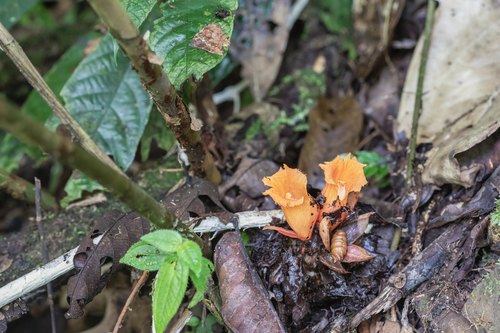 Parahellenia globosa
