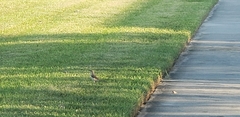 Mimus polyglottos image