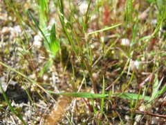 Centrolepis aristata