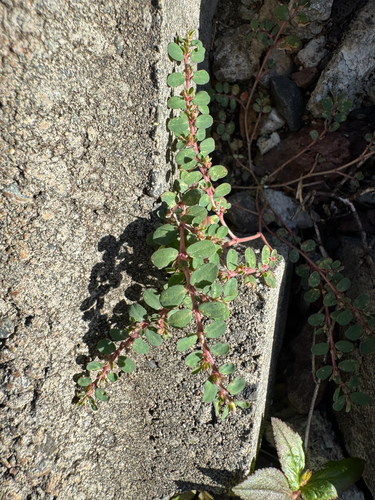 Euphorbia prostrata observed 2026-10-06