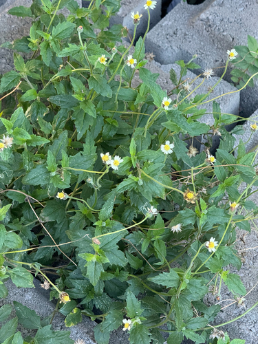 Tridax procumbens observed 2026-10-06
