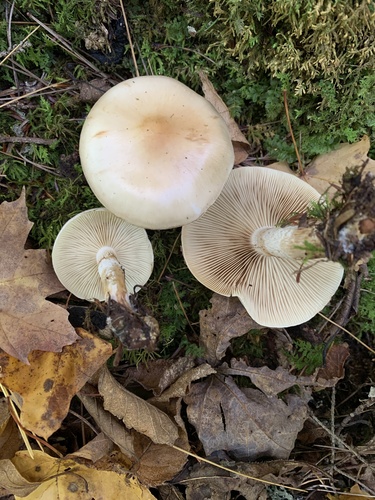 Pholiota lenta