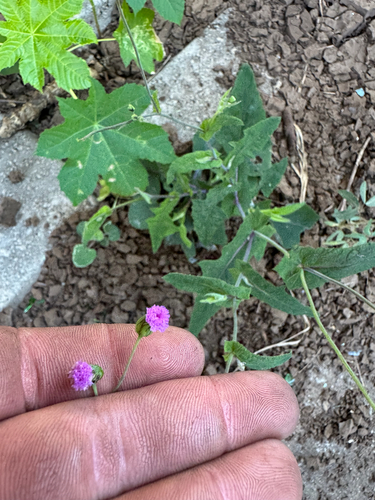 Emilia sonchifolia observed 2026-10-06